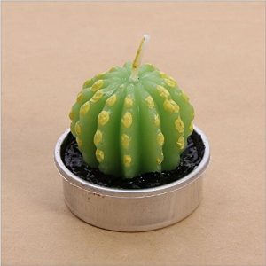 vela cactus